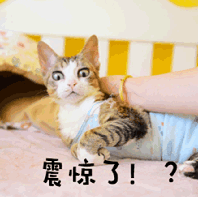 微信图片_20240118094708_副本.gif