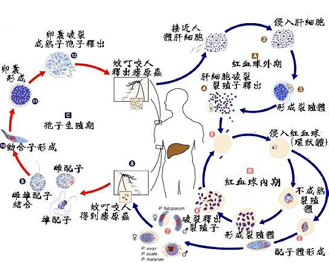 泸州：返乡防“疟”，轻松过节（附治疗疟疾医院名单）