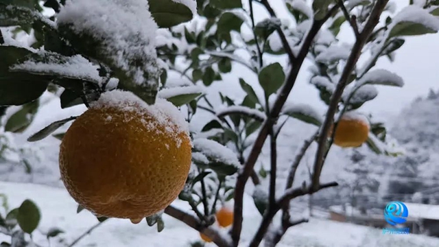 024年第一场雪,泸州等到了!多图!最低温-3.4℃……(图13) 微信图片_20240122112936.jpg