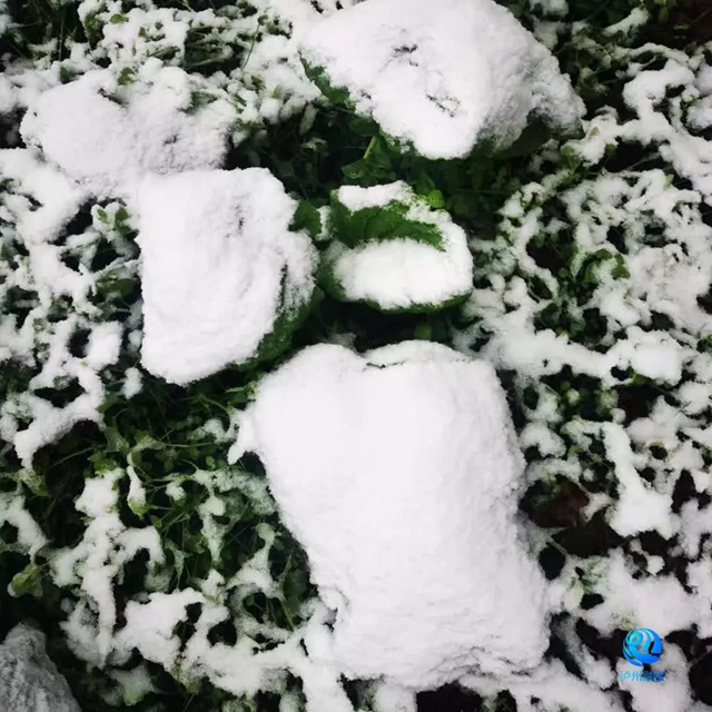 024年第一场雪,泸州等到了!多图!最低温-3.4℃……(图16) 微信图片_20240122112951.jpg