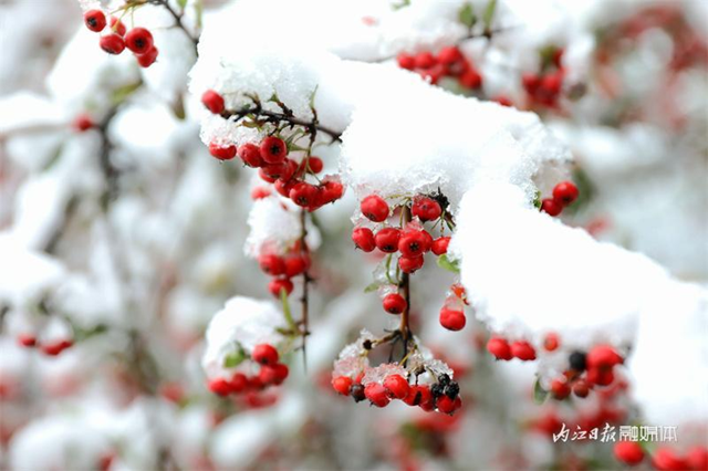 没看够!再来一波内江的雪——(图9) 微信图片_20240124111935.png