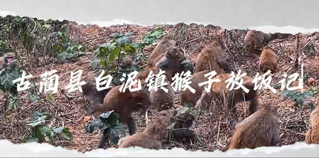 看，猴出没！