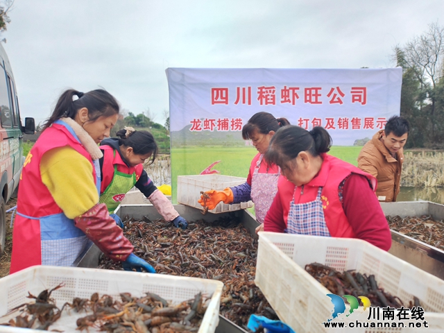 分检包装小龙虾（曾佐然摄）.jpg