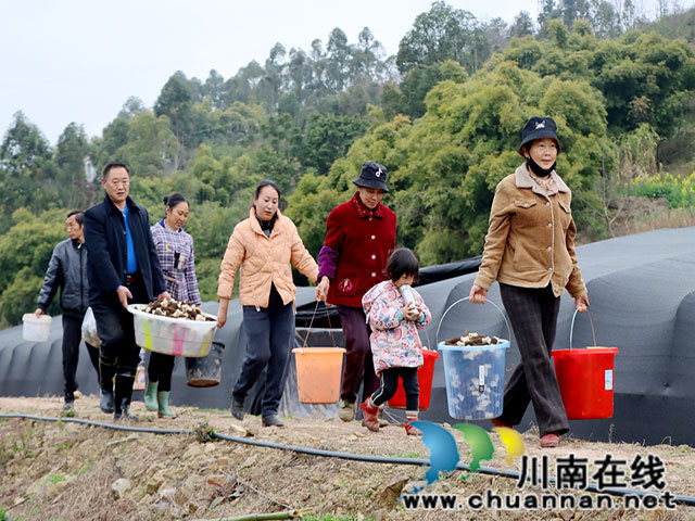 泸县福集镇:羊肚菌冬闲地长出致富伞(图3) 采收羊肚菌.jpg