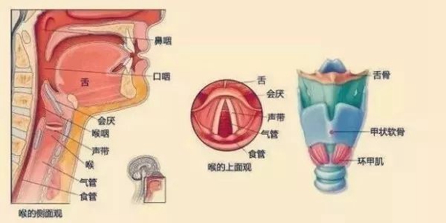 【扩散】这种喉咙痛,严重10分钟可致死!有这些症状,立即就医!(图2) 微信图片_20240227090249.jpg