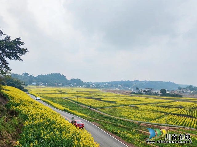 汽车开进油菜花海（曾佐然摄）.jpg