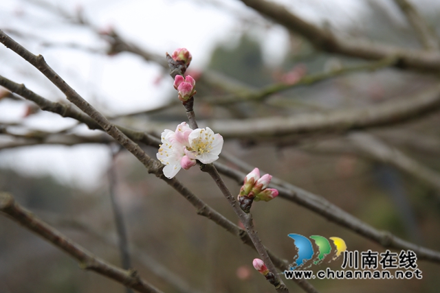 樱桃花开了.JPG