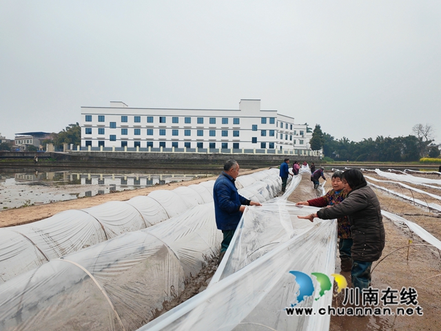 泸县水稻育种基地正在盖薄膜（曾佐然摄）.jpg