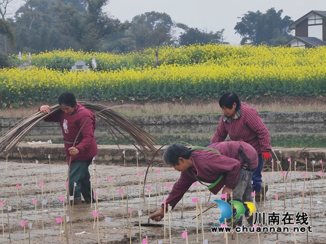 泸县水稻育种基地正在播种2（曾佐然摄）.jpg