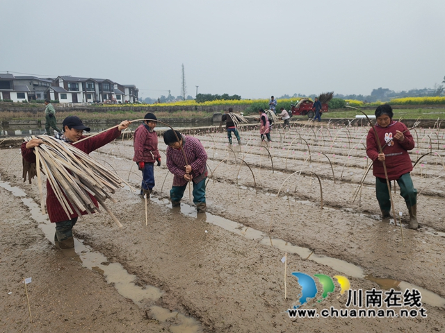 泸县水稻育种基地正在播种1（曾佐然摄）.jpg