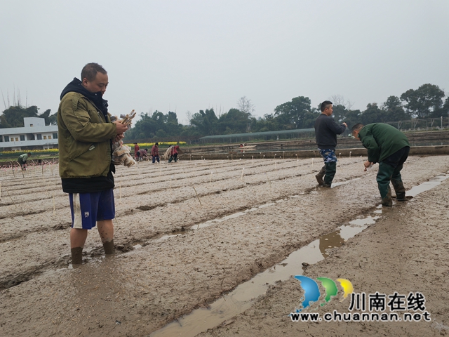 科技人员正在插标签（曾佐然摄）.jpg