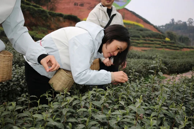 茶2.jpg