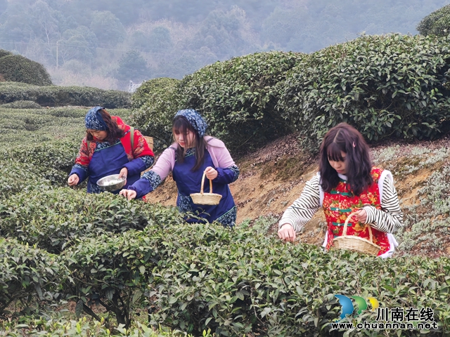 游客体验采茶（曾佐然摄）.jpg