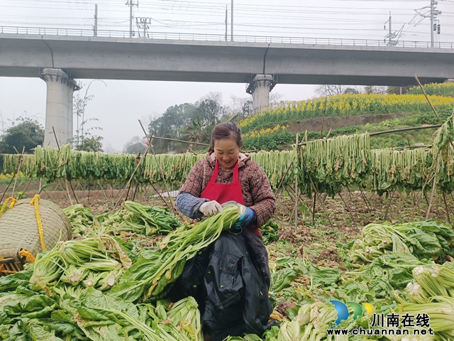 鱼塘街道民主社区:耕地复耕显成效 农民喜上心头绕(图2) 唐姐姐.jpg