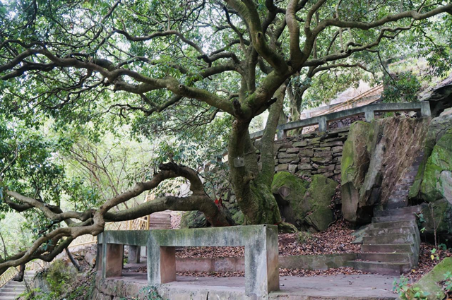 见证文明绵延，从宜宾古荔枝树说起