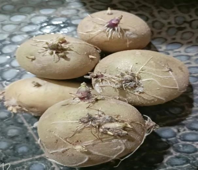 萌宝出动,为绿充“植”!泸州市人医发育行为中心开展植树节活动(图5) 微信图片_20240315144158.jpg