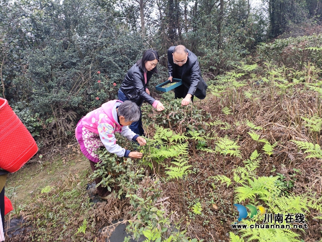钟丽:搭建就业服务“双向奔赴”平台,守护民心助农增收(图10) 钟丽推荐四川民鑫劳务专合社社员到四川川香绿茶业有限公司采茶.jpg
