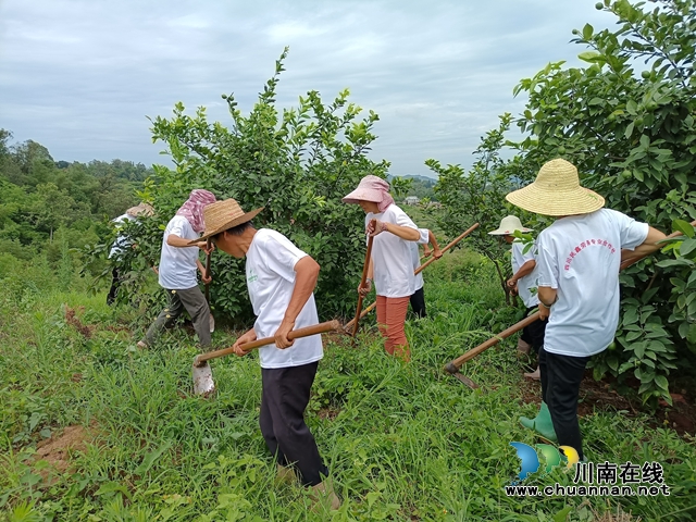 钟丽:搭建就业服务“双向奔赴”平台,守护民心助农增收(图12) 钟丽推荐四川民鑫劳务专业合作社社员在泸县玉湾家庭农场务工现场.jpg