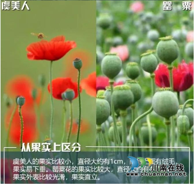 泸县云龙镇:学会分辨“罂”和“虞”,遵纪守法践于行(图3) 图片3.jpg