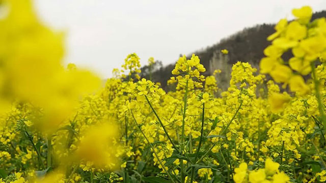 古蔺 “一片鹅黄”引客来!川南最晚油菜花海迎来最佳赏花期……(图7) 7.jpg