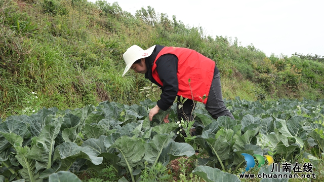 泸县云龙镇：多元发展助振兴，齐心协力共富裕