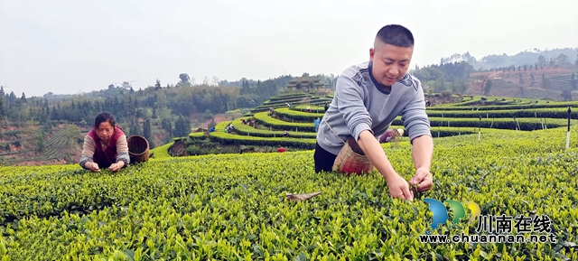 纳溪：返乡青年回乡错时采早茶，用工不愁亩增2000元