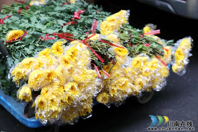 2批发市场里的菊花.JPG