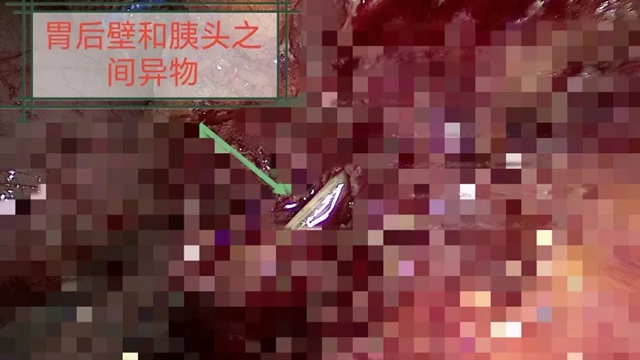 鱼6.jpg