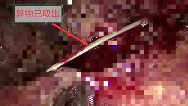 鱼7.jpg