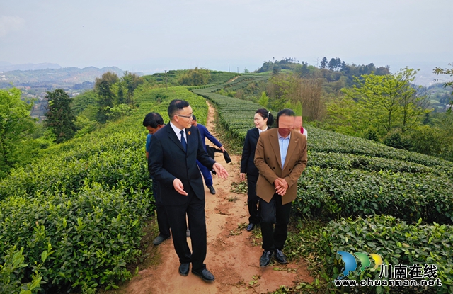 泸法麒麟·护春耕｜以法护茶香 不误农时不误春