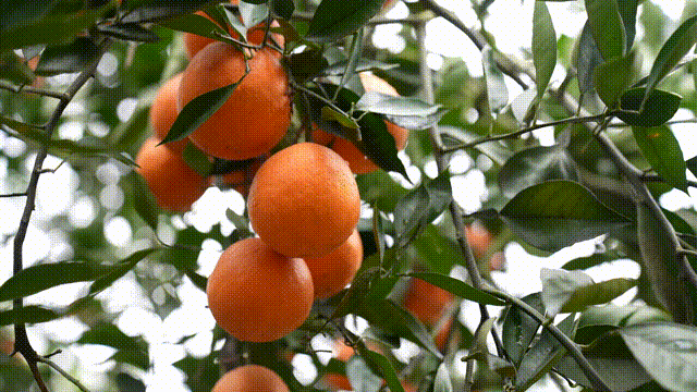 微信图片_20240416105241.gif
