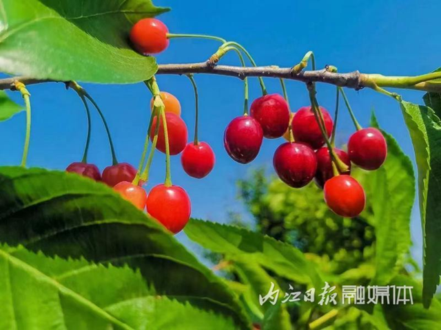 甜！内江这里的樱桃熟了