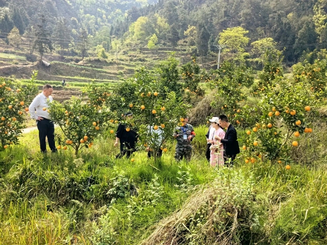 古蔺县：发挥新阶网络直播优势，开辟助农新模式
