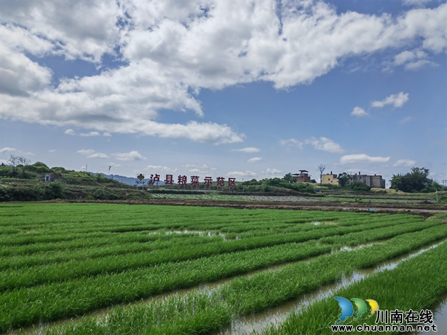 供销社建立的泸县粮油示范区（曾佐然摄）.jpg