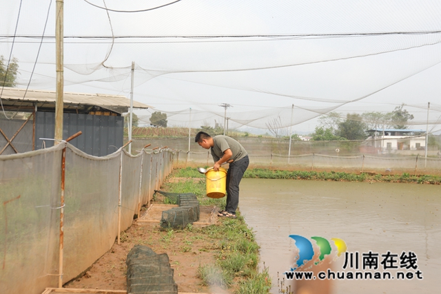 龙马潭：一地双收，“稻蛙共生”巧致富