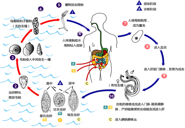 【警惕】接触10秒即可感染,近期开始高发,中疾控连发提醒(图5) 微信图片_20240425095050.png
