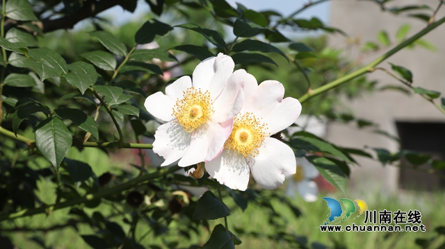 泸县云龙镇：刺梨花开成美景，产业兴旺助振兴