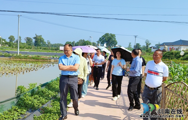 民建泸县基层委开展产业发展促乡村振兴专题调研