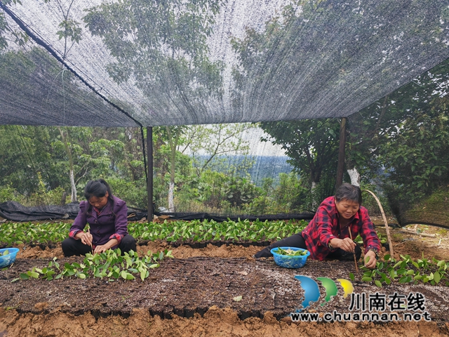 泸县：“豆芽”上嫁接油茶苗，助推油茶产业大发展