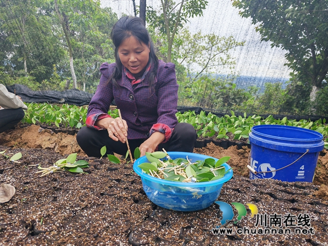 移栽嫁接好的油茶苗1（曾佐然摄）.jpg