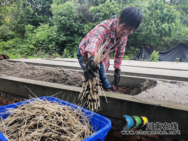 挖出嫁接用的砧木胚芽（曾佐然摄）.jpg