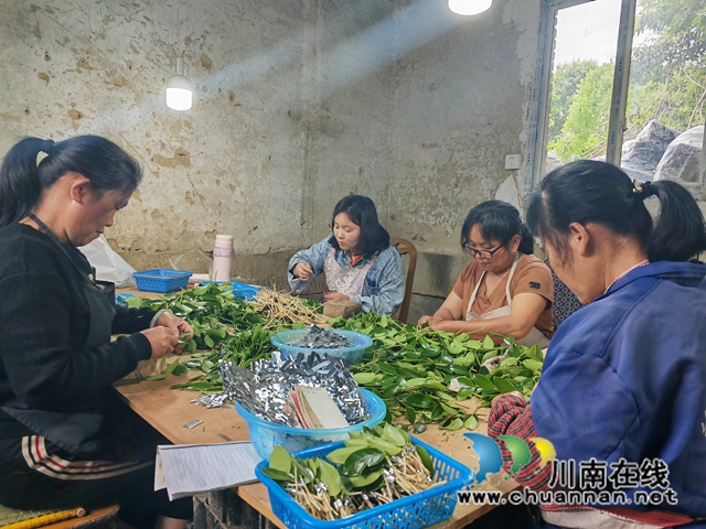 嫁接油茶苗（曾佐然摄）.jpg