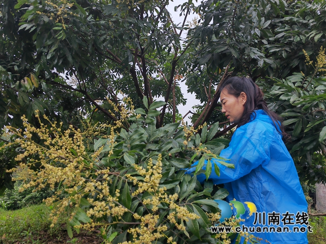 龙眼种植大户武万琼现场操作（曾佐然摄）.jpg