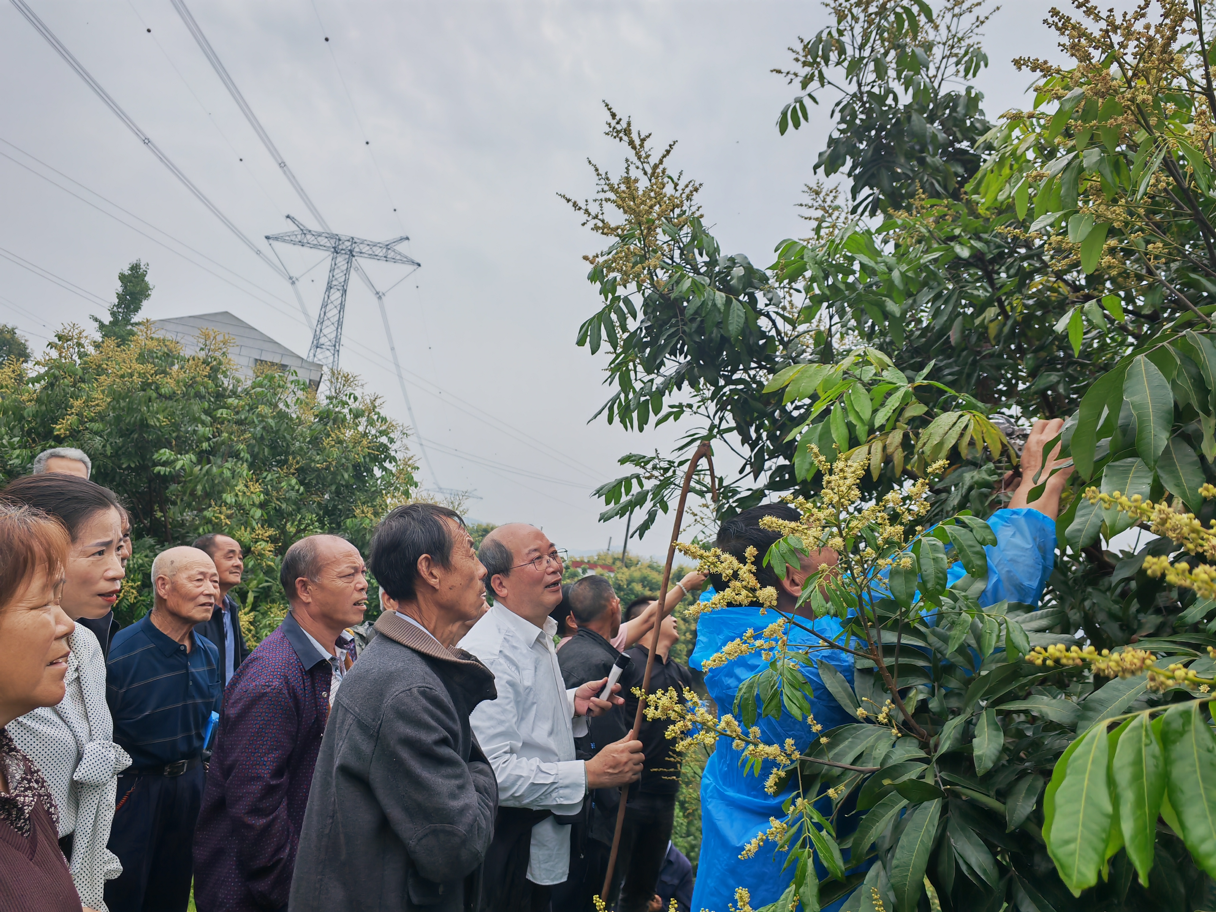 泸县龙眼疏花现场培训1（曾佐然摄）.jpg