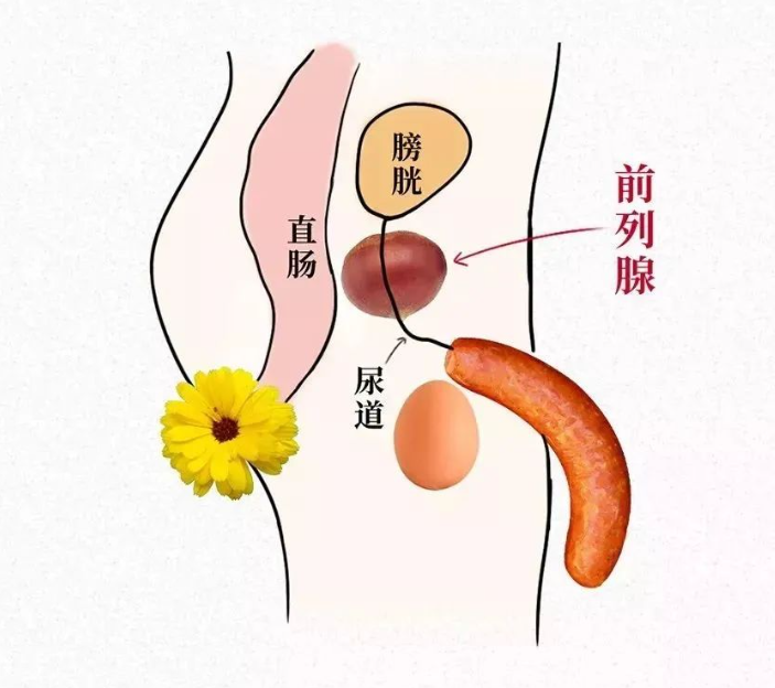 专病专治 精准诊疗|合江县中医医院前列腺专病门诊(图2) 2.png