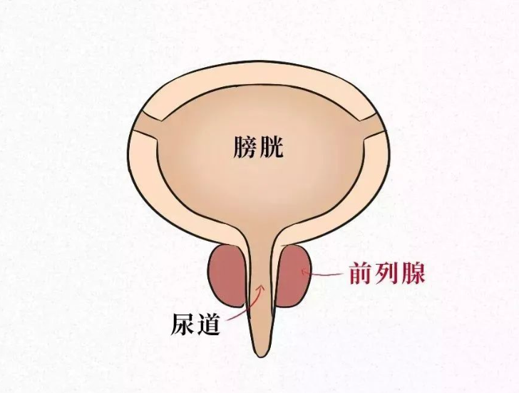 专病专治 精准诊疗|合江县中医医院前列腺专病门诊(图4) 4.png
