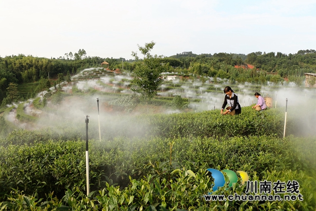 图3：村民在专合社的的云雾茶园采茶.JPG