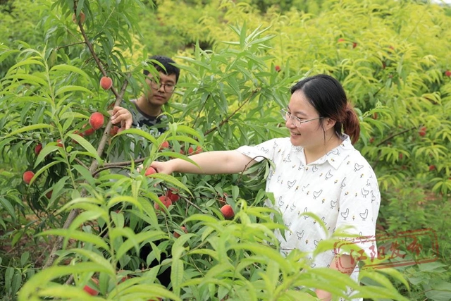 方山桃子熟了｜入园采摘不收费，随意品尝