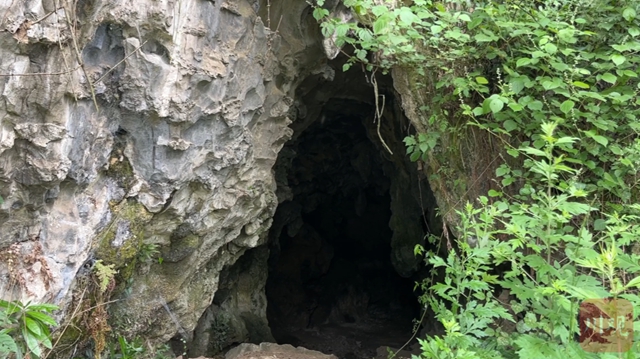 古蔺有个“野猫洞”，是研究生物多样性的一片“海”
