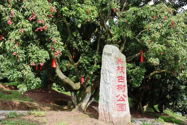 关注 | 今年能实现“合江荔枝自由”吗? 答案来了(图4) 4.jpg